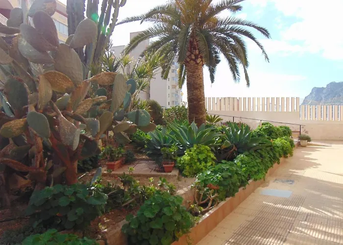 President 3ºd 卡尔佩